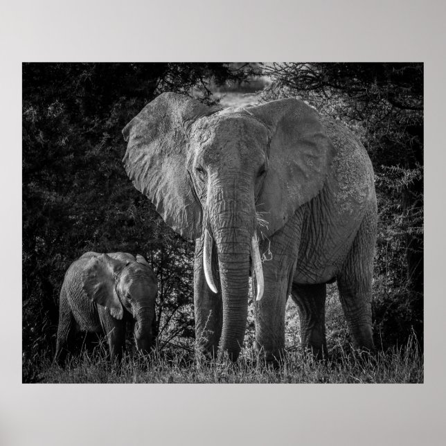 MOTHER & BABY ELEPHANTS - BLACK & WHITE POSTER (Front)