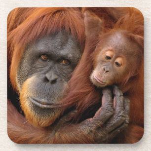 Mother & Baby Orangutan Coaster