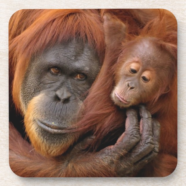 Mother & Baby Orangutan Coaster (Front)