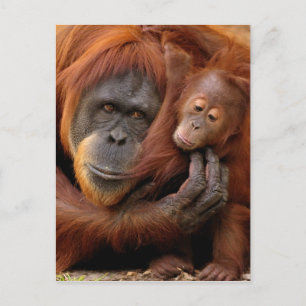 Mother & Baby Orangutan Postcard