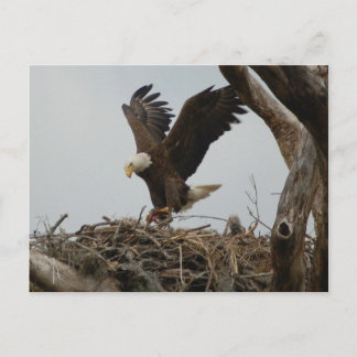 Mother Bald Eagle Postcard
