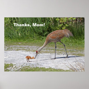 Mother Bird and Baby Bird Sandhill Cranes Poster