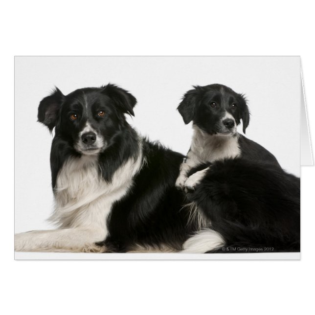 Mother border collie and puppy (Front Horizontal)