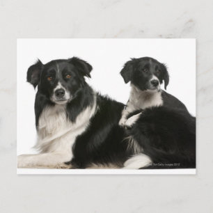 Mother border collie and puppy postcard