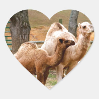 Mother Camel and Baby Animal Photo Desert Animal Heart Sticker