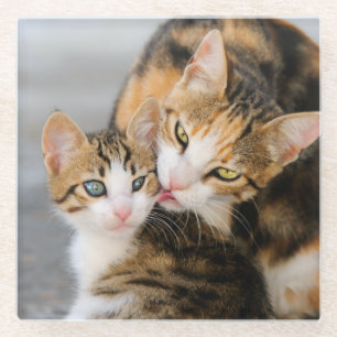 Mother Cat Loves Cute Kitten Photo, Table-Decor Glass Coaster