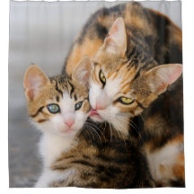 Mother cat loves cute kitten, Tub
