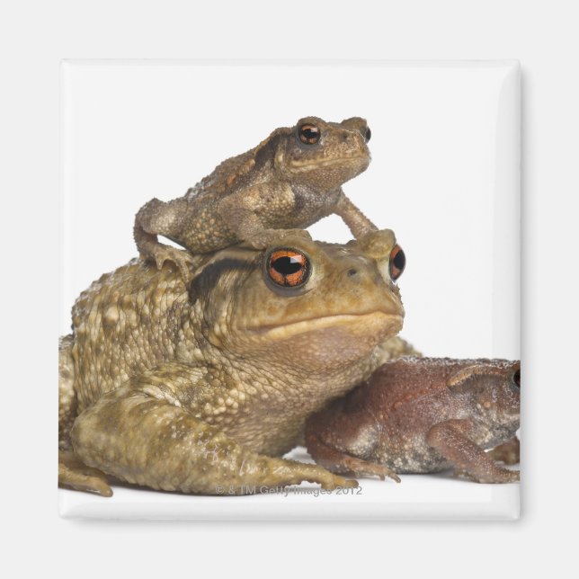 mother Common toad and her babies - bufo bufo Magnet (Front)