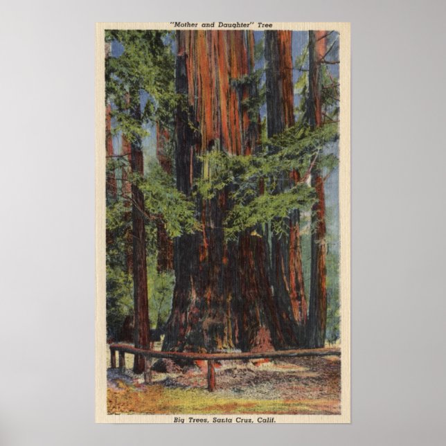 "Mother" & "Daughter" at Big Trees Park Poster (Front)