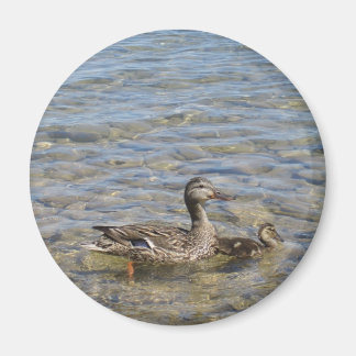Mother duck and baby magnet