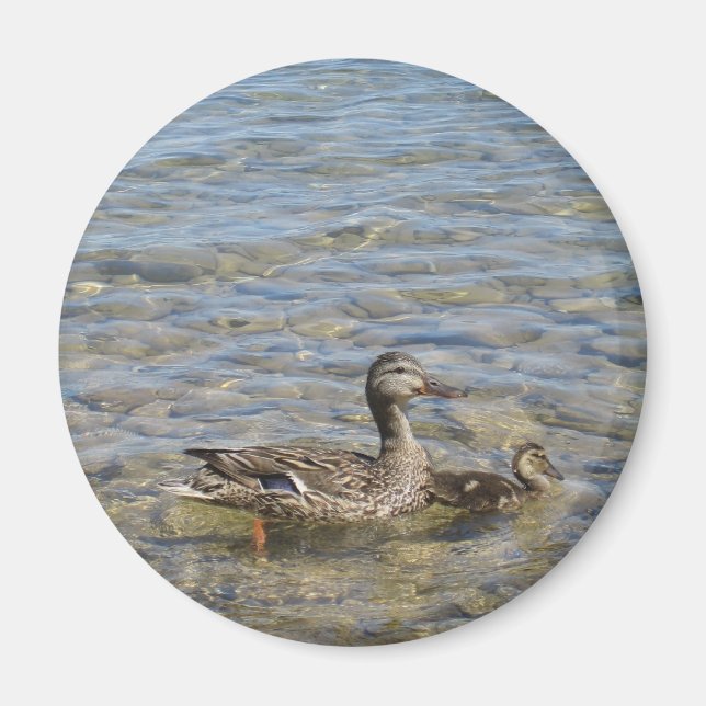Mother duck and baby magnet (Front)
