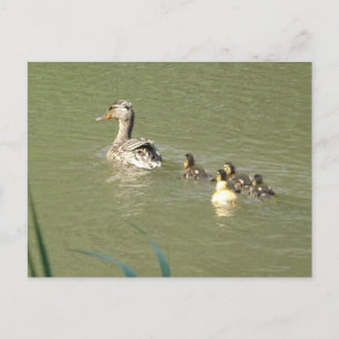 Mother Duck with Young DIY Postcard