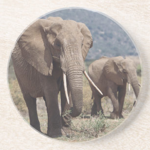 Mother elephant walking with elephant calf coaster