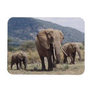 Mother elephant walking with elephant calf magnet
