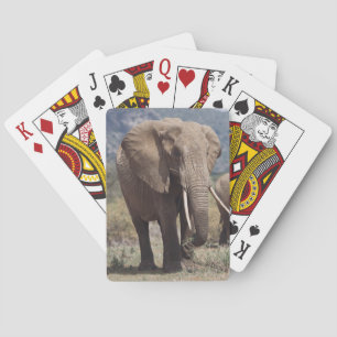 Mother elephant walking with elephant calf playing cards