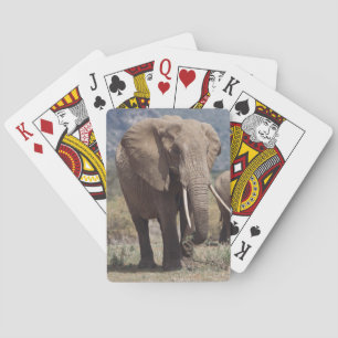 Mother elephant walking with elephant calf playing cards