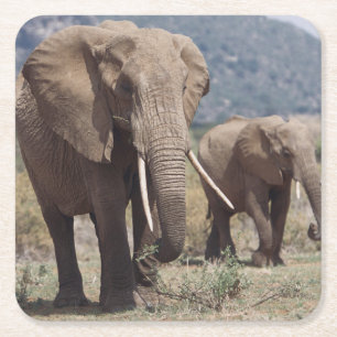 Mother elephant walking with elephant calf square paper coaster