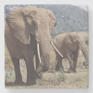 Mother elephant walking with elephant calf stone coaster