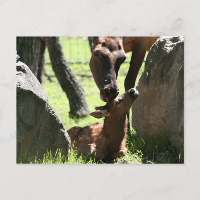 Mother elk kisses baby postcard (Front)