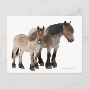 Mother & Foal Belgian Horse Postcard