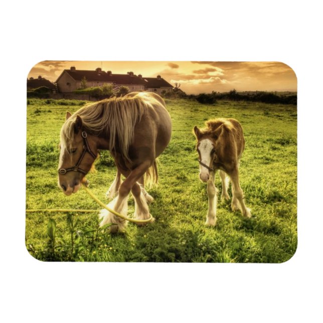 Mother & Foal Horse Magnet (Horizontal)