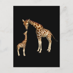 Mother Giraffe and Baby Giraffe Postcard