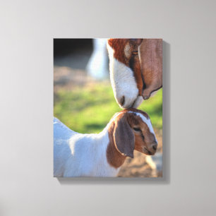 Mother Goat & Baby Canvas Print