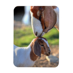 Mother Goat & Baby Magnet
