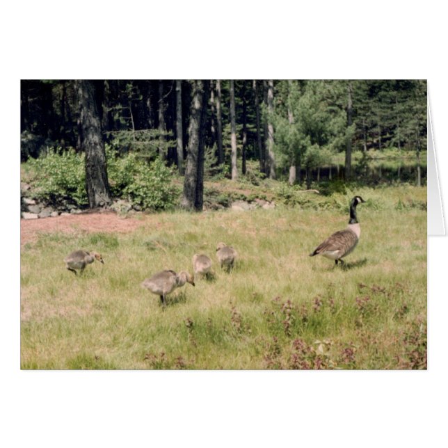 Mother Goose (Front Horizontal)