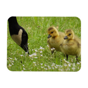 Mother Goose (canada) and goslings Magnet