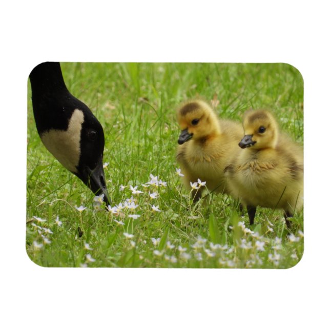 Mother Goose (canada) and goslings Magnet (Horizontal)