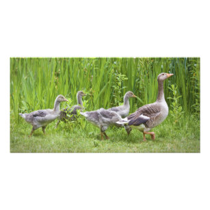 Mother goose leading goslings in the wild card