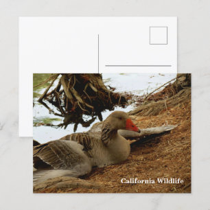 Mother Goose Postcard