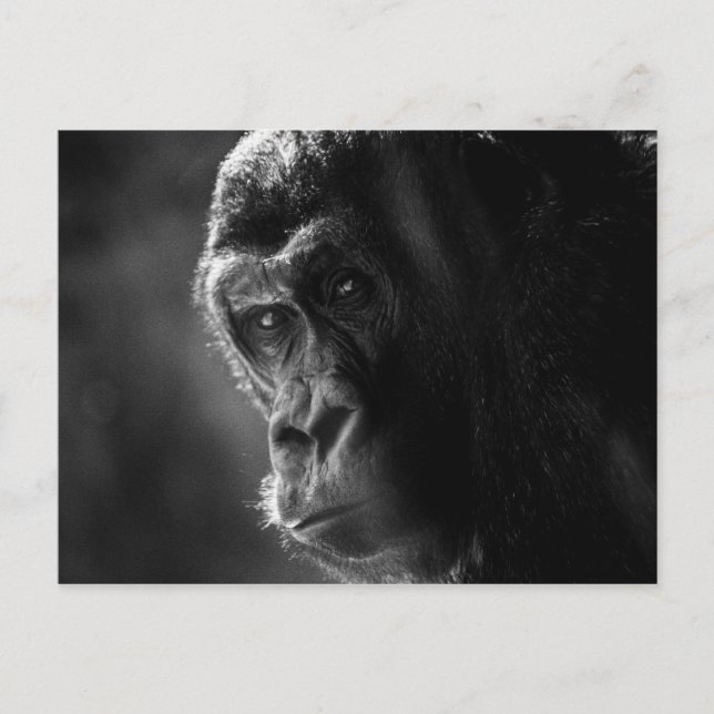 Mother Gorilla Postcard (Front)