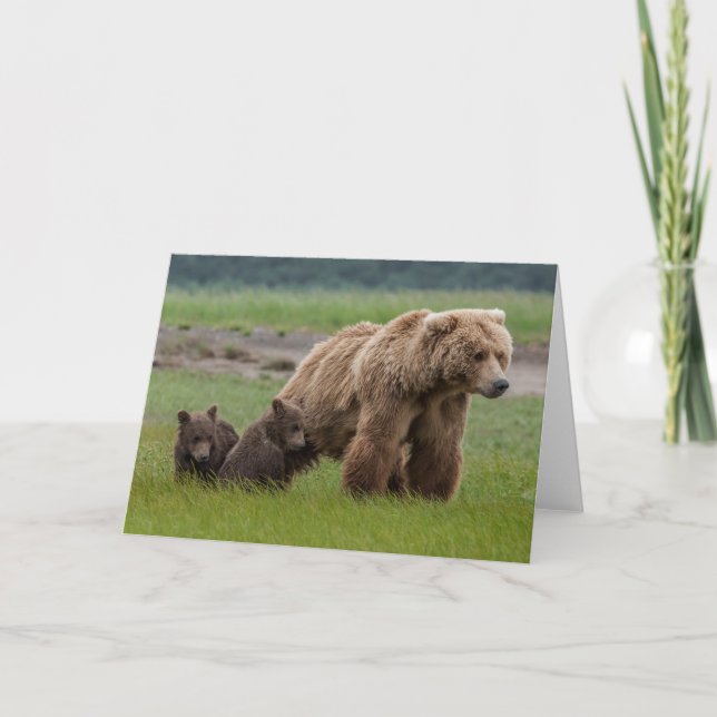 Mother Grizzly Bear with Twin Cubs Card (Front)