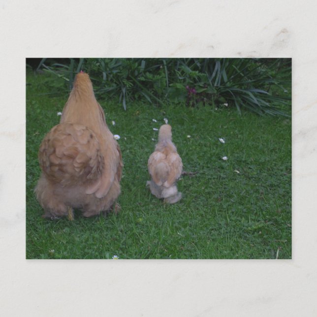 Mother Hen and its Chick Postcard (Front)