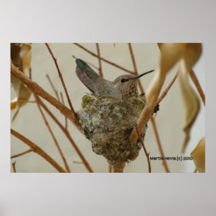 Mother Hummingbird - Print/Poster Poster