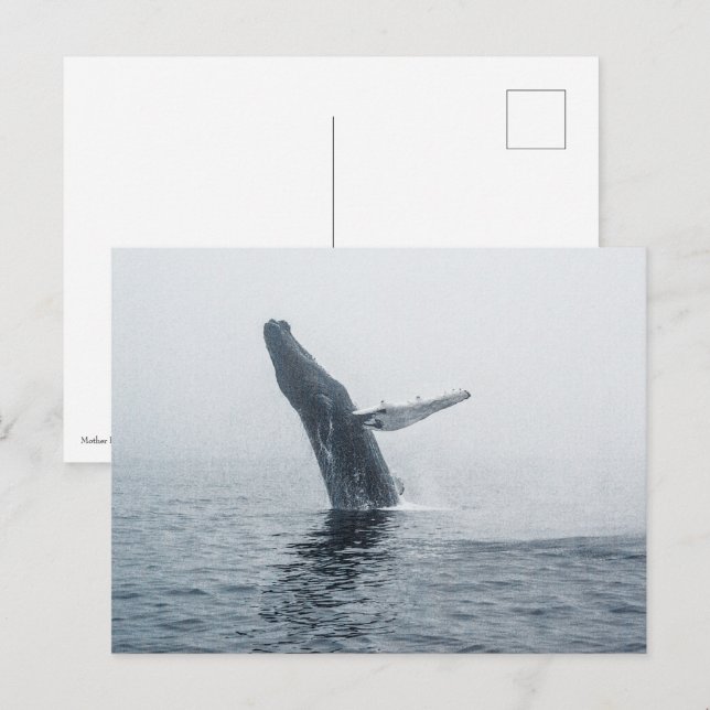 Mother Humpback Whale Invitation Postcard (Front/Back)