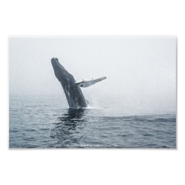 Mother Humpback Whale Photo Print (Front)