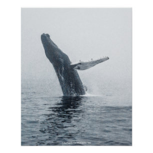 Mother Humpback Whale Poster