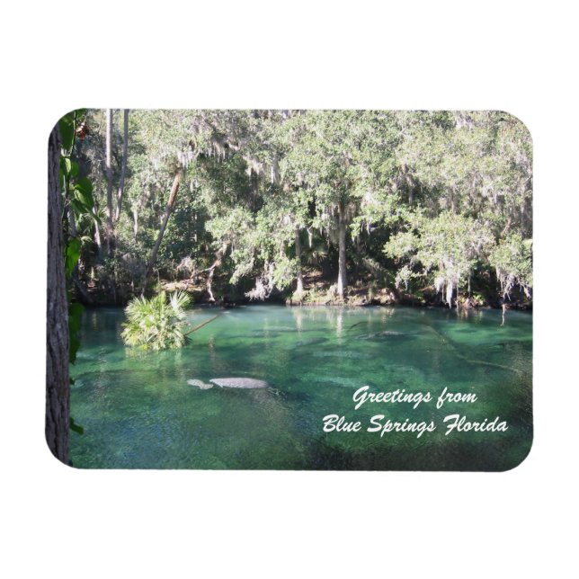 Mother Manatee with calf Blue Springs Personalize  Magnet (Horizontal)