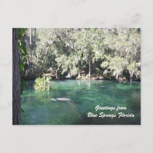 Mother Manatee with calf Blue Springs Personalize Postcard