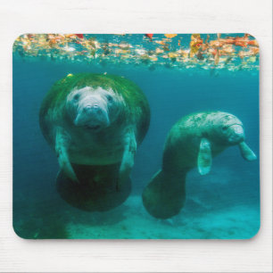Mother manatee with her calf in Crystal River Mouse Pad