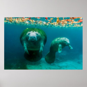 Mother manatee with her calf in Crystal River Poster