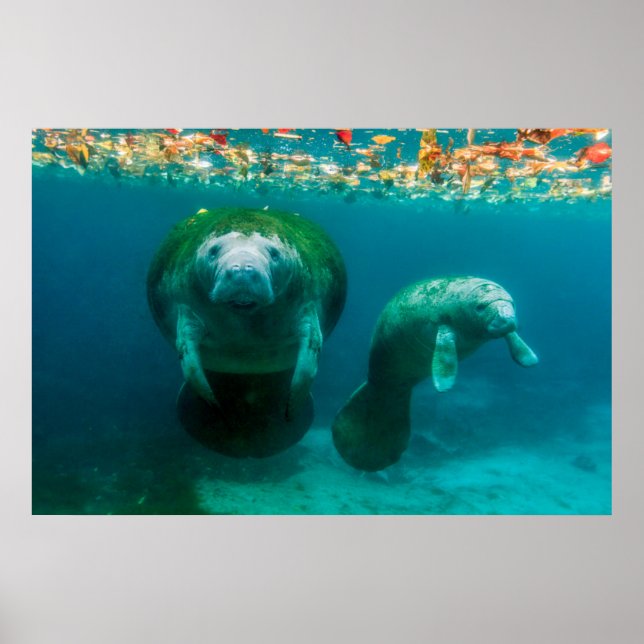 Mother manatee with her calf in Crystal River Poster (Front)
