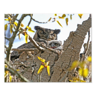 Mother Owl and Baby in Nest Photo Print