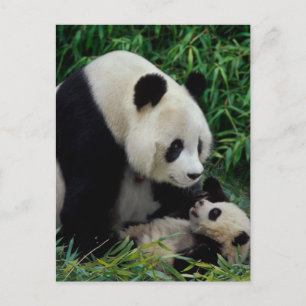 Mother panda and baby in the bamboo bush, Wolong Postcard