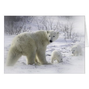 Mother polar bear with young cubs