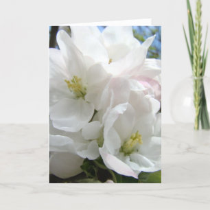 MOTHER’S DAY CARDS 48 APPLE BLOSSOMS Card