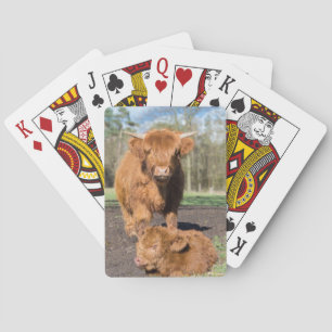 Mother scottish highlander cow near newborn calf playing cards